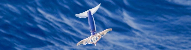 A red flying squid captured mid-jump